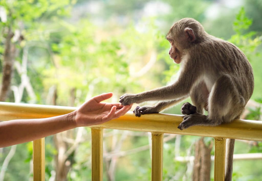 Monkey reaching out to human hand